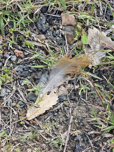 Plume de Tadorne casarca