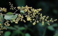 Ventilago denticulata