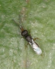 Ceraphronoidea