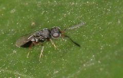 Ceraphronoidea