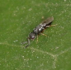 Ceraphronoidea
