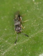 Ceraphronoidea
