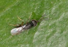 Ceraphronoidea