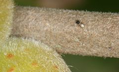 Ceraphronoidea