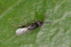 Ceraphronoidea