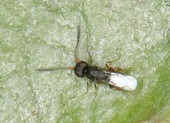 Ceraphronoidea