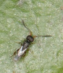 Ceraphronoidea