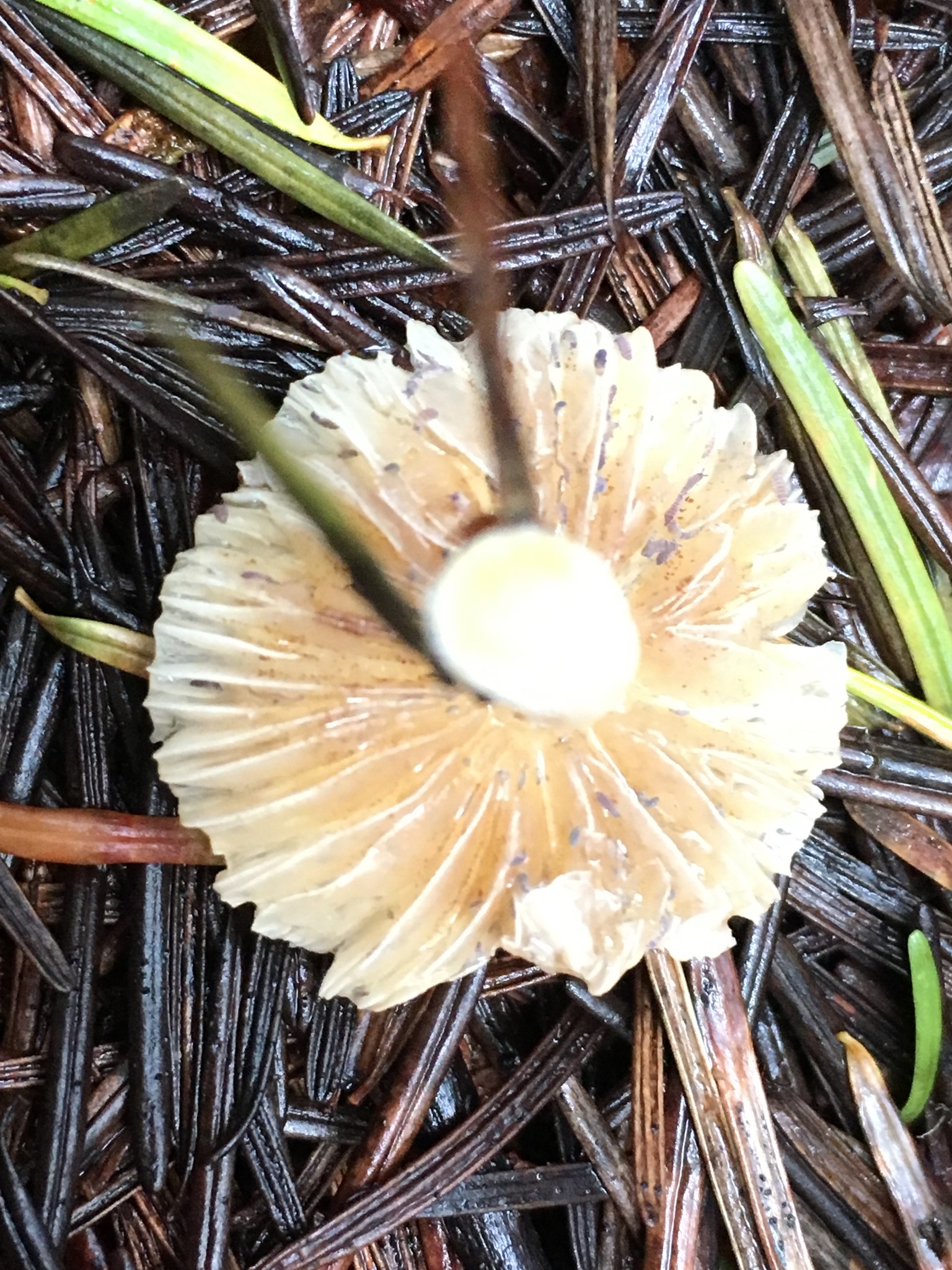 Inocybe geophylla image