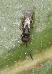 Ceraphronoidea