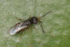 Ceraphronoidea