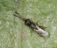 Ceraphronoidea