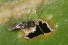 Ceraphronoidea