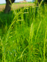 Arrhenatherum elatius