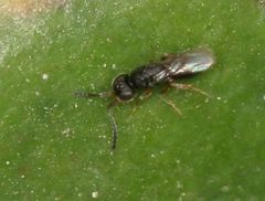 Ceraphronoidea