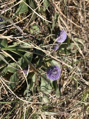 Globularia