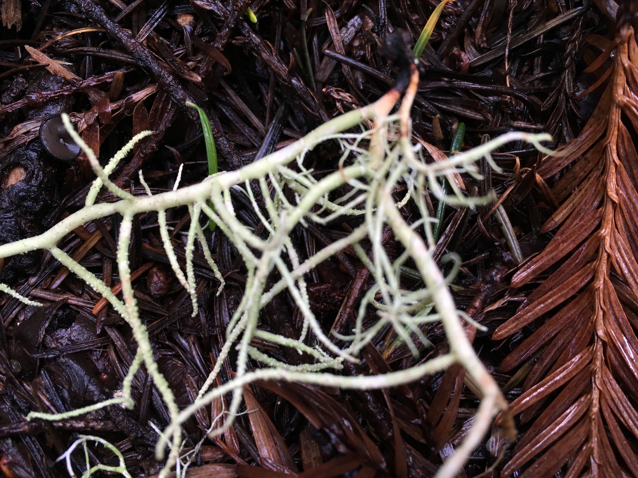 Usnea cornuta image