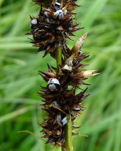 Carex smut