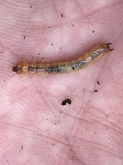 Dendroides canadensis