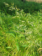 Arrhenatherum elatius