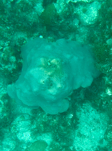 Mountainous Star Coral