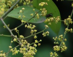 Ventilago denticulata