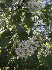 Syringa reticulata