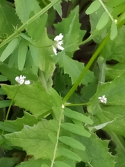Vicia hirsuta