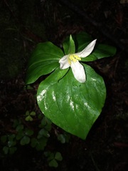 Trillium ovatum ovatum