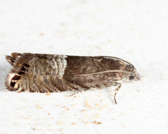 Sereda tautana
