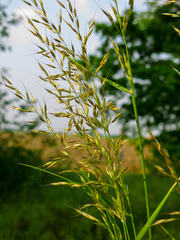 Arrhenatherum elatius