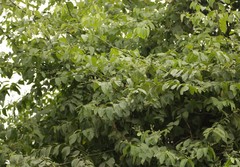 Ventilago denticulata