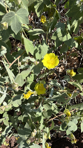 Gossypium tomentosum observed 2026-05-27