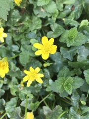 Ficaria verna