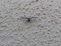 Michaelophorus indentatus