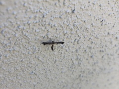 Michaelophorus indentatus