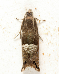 Sereda tautana