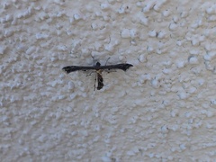 Michaelophorus indentatus