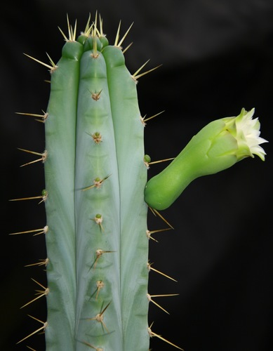 Pilosocereus pentaedrophorus