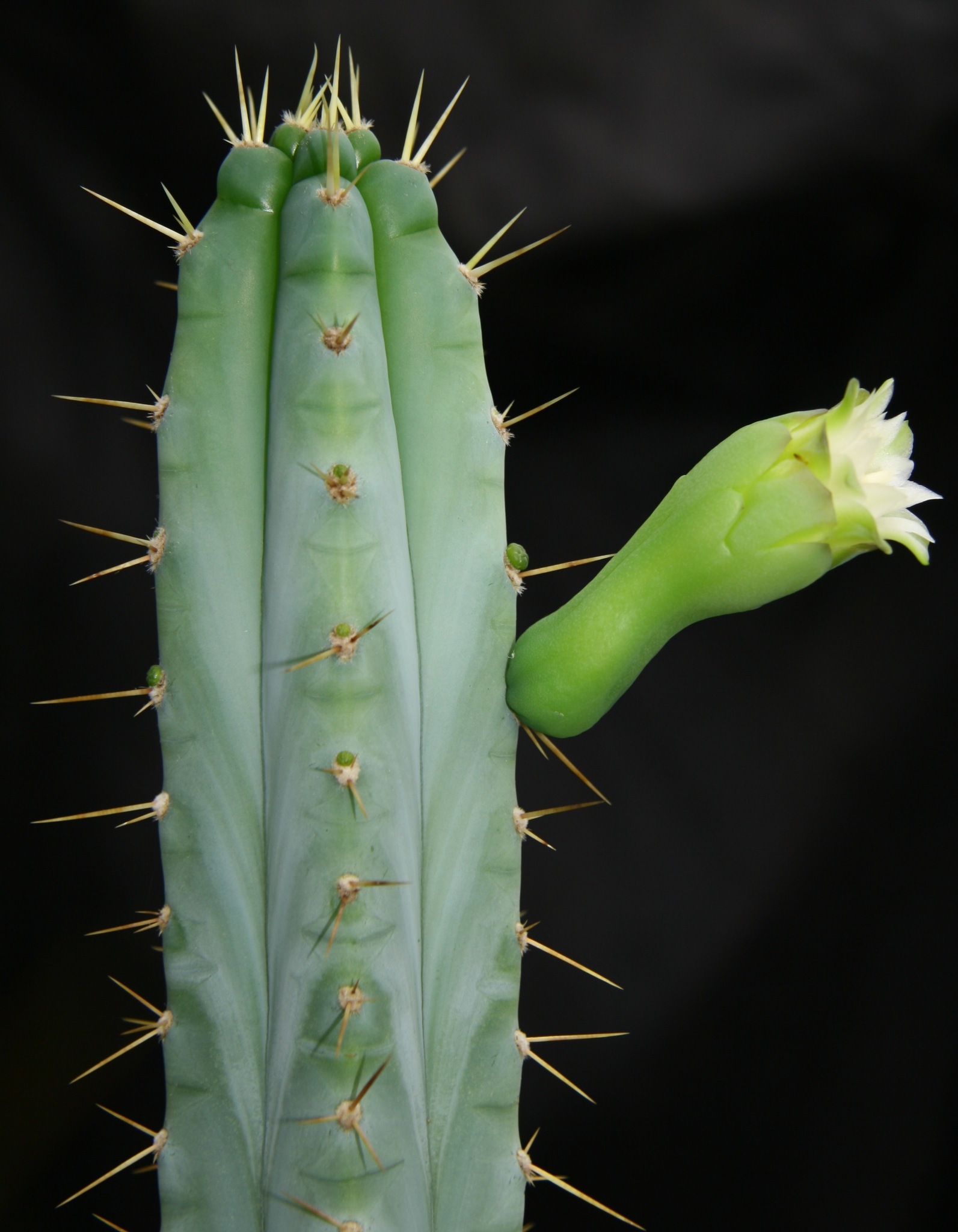 Pilosocereus pentaedrophorus