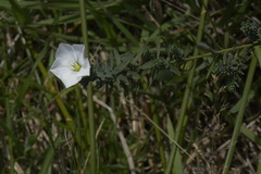 Linum monogynum monogynum