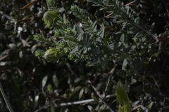 Linum monogynum monogynum