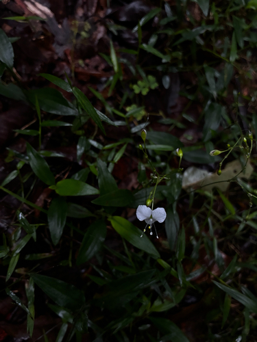 Aneilema acuminatum observed 2026-05-27