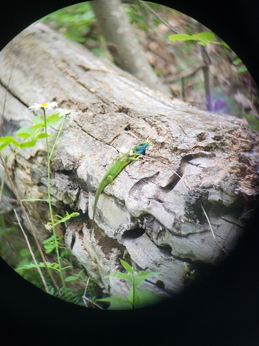 Green Lizard