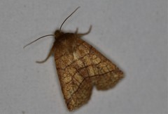 Pyreferra citrombra