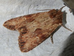 Apamea sublustris