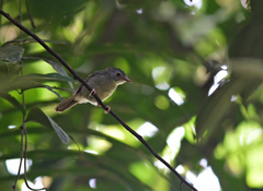 Malacopteron magnirostre