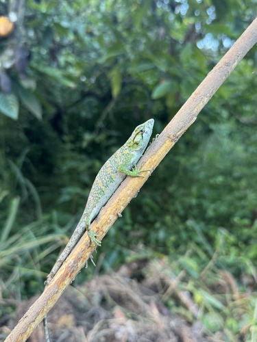 Common Monkey Lizard