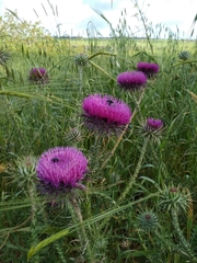 Onopordum carduiforme