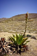 Agave