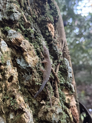 Bogert's Gecko